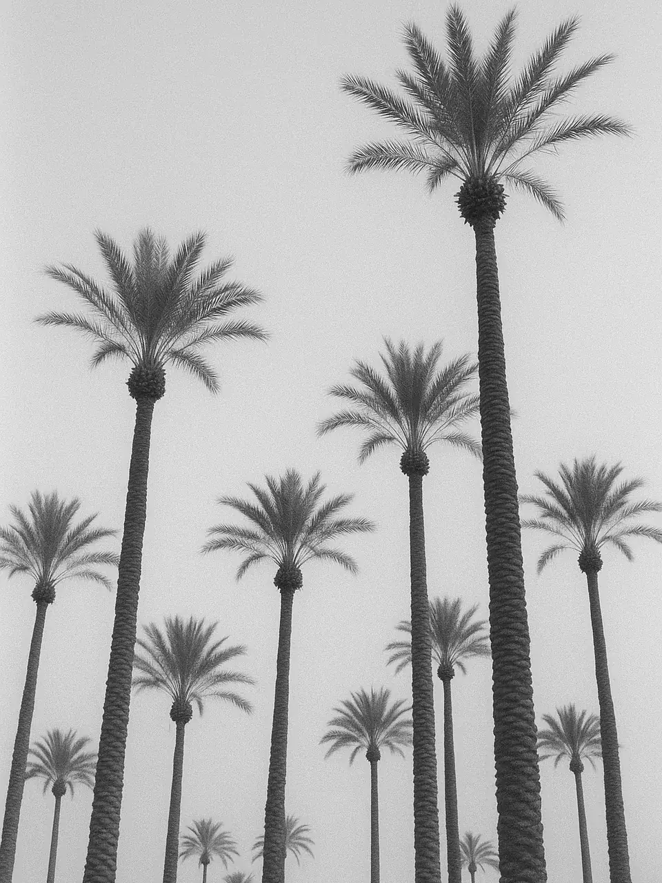 Les palmiers de la Palmeraie de Marrakech